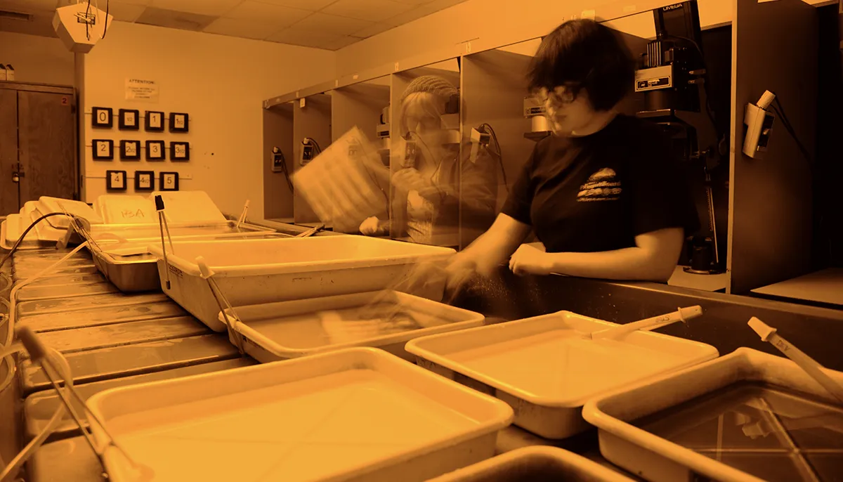 Photography: Darkroom & Digital